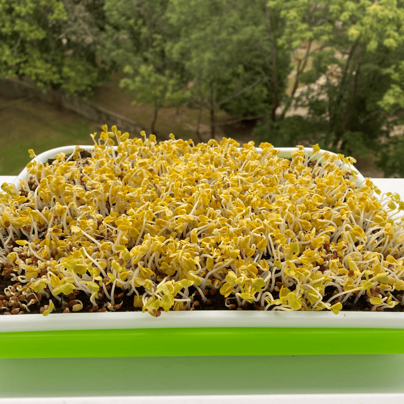 Microgreens za oknem